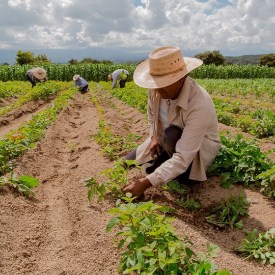 Ifap Realiza Chamada Pública Para Compra De Alimentos Da Agricultura Familiar